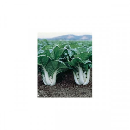 Foioasa Pak Choy Shanghai (500 seminte) varza de salata baby leaf cu frunze mici pentru salata, Agrosel