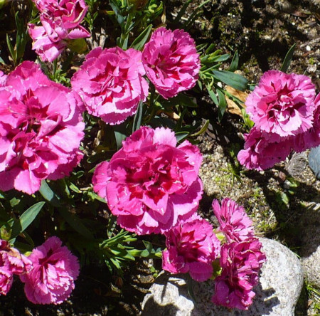 Garoafe Chabaud pink (0.2 gr) seminte garoafe roz aprins, flori mari, Agrosem