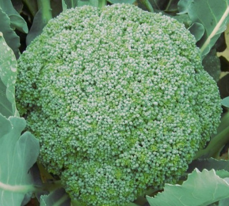 Gentlemen F1 (1000 seminte) broccoli, hibrid timpuriu, Profit Seeds