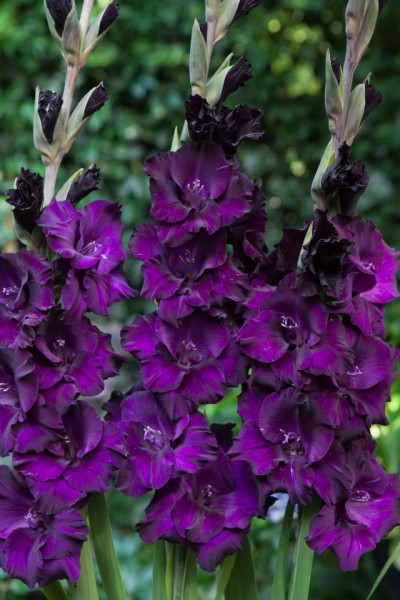 Gladiole Black Velvet (7 bulbi), gladiole cu flori mari de culoare albastru-purpuriu profund, bulbi de flori