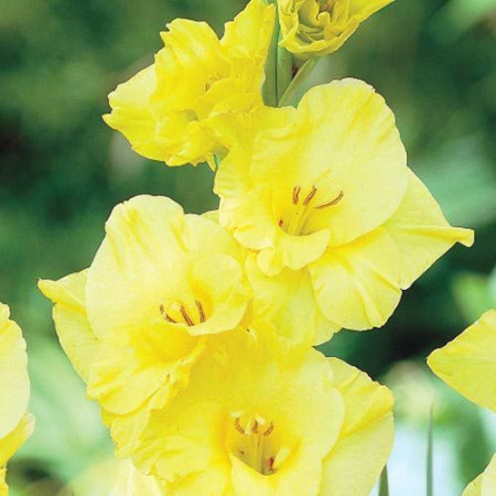 Gladiole Limoncello (7 bulbi) gladiole cu flori mari, cu petale galben-lamaie si interiorul auriu, bulbi de flori, Agrosem
