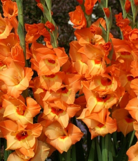 Gladiole Royal Class (7 bulbi), gladiole cu flori elegante in nuante de galben si orange, bulbi de flori