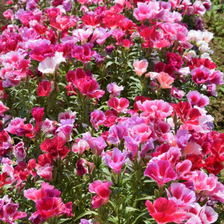 Godetia mix (600 seminte) azalee de gradina, Clarkia, culori pestrite, Agrosem