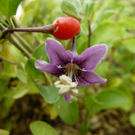 Goji Big Berry, rasad de Goji Berry, arbust peren rezistent la seceta, cu fructe mari de 2 cm si gust dulce-amarui, Yurta