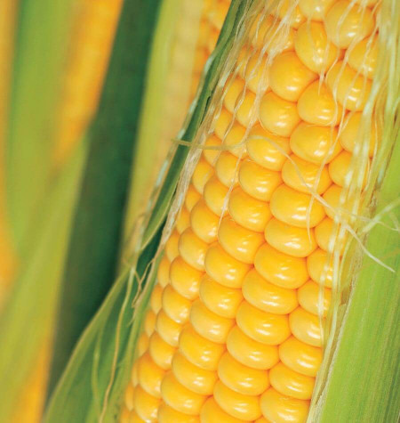 Golden Bantam (500 gr) seminte de porumb zaharat soi de calitate superioara, Agrosem