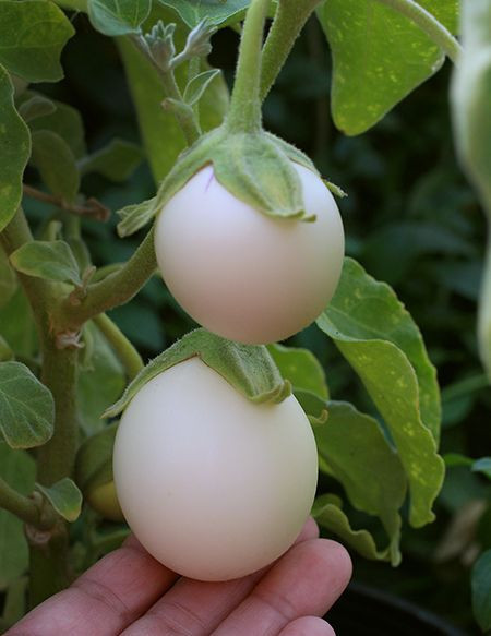 Golden Eggs seminte de vinete albe in forma de ou, Vilmorin