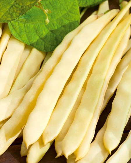 Goldfield Fasole Urcatoare (1 kg) de seminte fasole Goldfield cu pastaie lata galbena productie ridicata si rezistenta la boli, Mag R