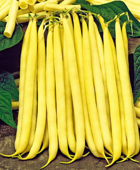 Gondola - 100 gr - Seminte de Fasole Galbena Pitica de gradina fara ate de la Holland Farming Olanda