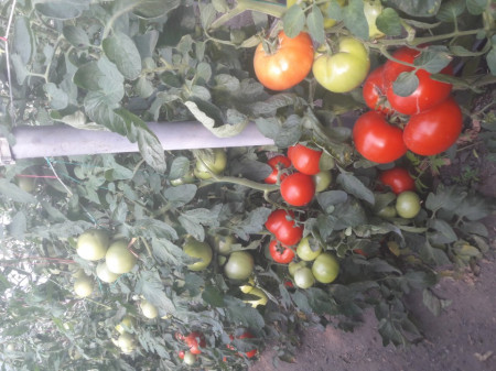 Gramada F1 (0.2 gr) seminte tomate hibrid nou bulgaresc nedeterminat semitimpuriu