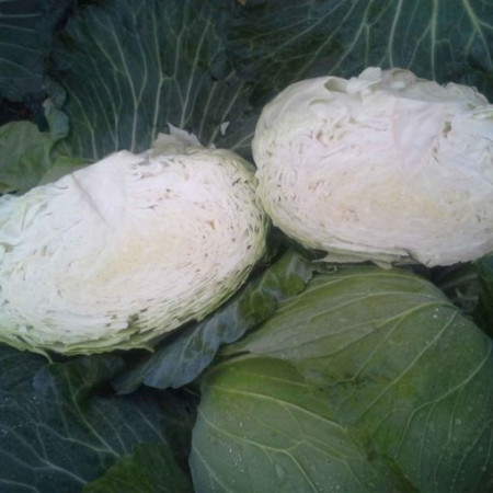 Green Rich F1 (2500 seminte) varza cu frunze subtiri, uniforma si densa, Takii Seeds