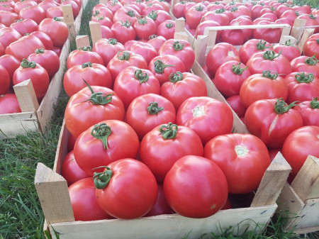 Gusto Pink 162-334 F1 (1000 seminte) de tomate nedeterminate forma globulara cu nervuri si culoare roz atractiv, Yuksel