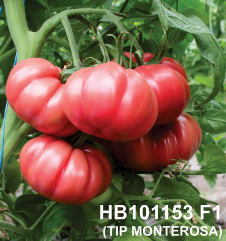 HB 101153 F1 tip Monterosa (250 seminte) de tomate roz nedeterminate, Fito Semillas