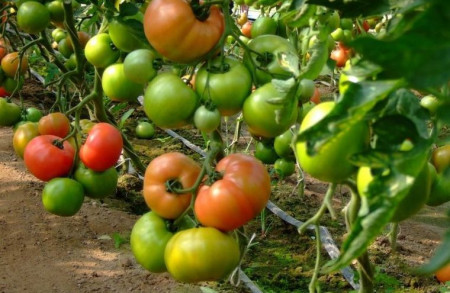 HTP 11 F1 (100 seminte) tomate roz foarte gustoase, Hazera