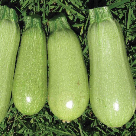 Italian Light Green (700 seminte) de dovlecel, soi timpuriu, culoare verde deschis, Agrosem