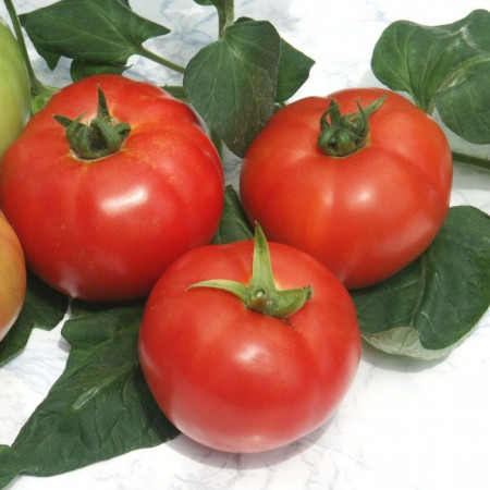Jastis F1 (500 seminte) rosii crestere nedeterminata, Hazera