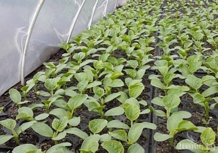 Kehlibar F1 (100 gr) seminte de pepene galben, bulgaresti profesionale, Agrotop Bulgaria