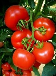 Kiveli F1 (500 seminte) rosii nedeterminate, Seminis