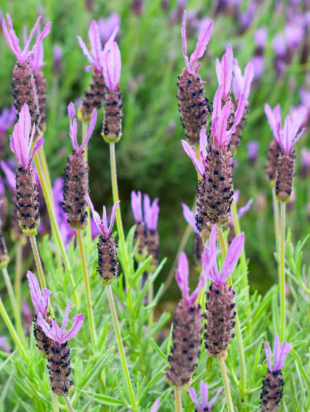 Lavanda frantuzeasca (Lavandula stoechas Anouk) 80 de seminte de Levantica violet franceza