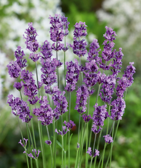 Levantica (Lavanda) 500 seminte de lavanda, calitate superioara, Raci Sementi