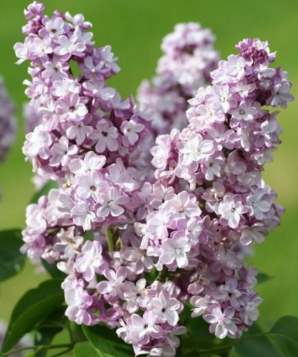 Liliac General Pershing, arbust ornamental cu flori de culoare mov-violet deschis, grupate in buchete conice, foarte parfumate, Yurta