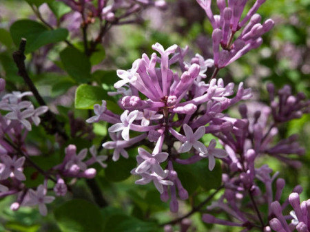 Liliac Miss Kim, arbust ornamental cu flori grupate in buchete conice, albastru-lavandă, parfum intens, Yurta