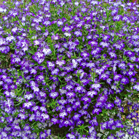Lobelia Curgatoare albastra (4000 seminte) seminte flori curgatoare Lobelia erinus, Agrosem