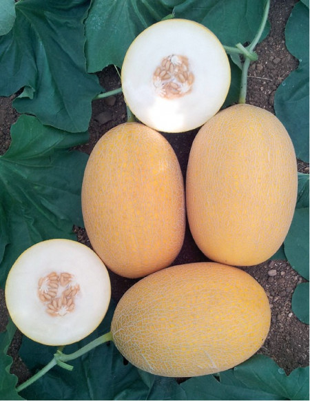 Lokum F1 (1000 seminte) de pepene galben hibrid, Yuksel Seed