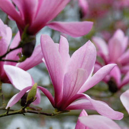 Magnolie soulangeana Galaxy (ghiveci 2L), flori mari, parfumate, in nuante de purpuriu si roz