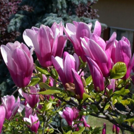 Magnolie Susan (ghiveci 2 L), flori mari roz, tip lalele