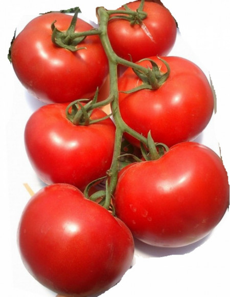 Mahitos F1 (100 seminte) tomate Nedeterminate Semitimpurii de tip beef, Rijk Zwaan