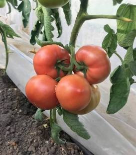 Mamston F1 (500 seminte) rosii nedeterminat culoare roz gust foarte bun, Syngenta