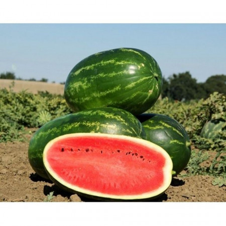 Mellina F1 - 1000 sem - Seminte de pepene verde miezul este rosu aprins dulce si crocant de la Clause