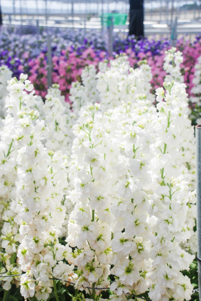 Mixandre albe (0.15 grame) seminte de flori parfumate albe, Agrosem