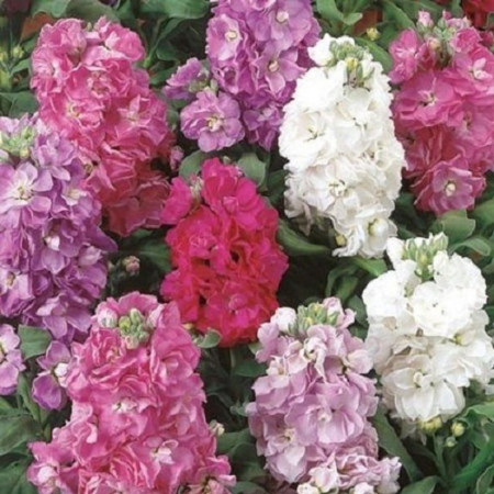Mixandre mix (0.5 g) seminte de flori Matthiola Incana parfumate amestec de culori, Opal