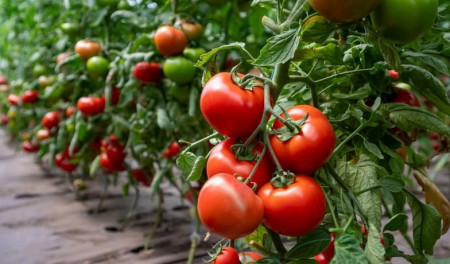 Motril F1 (250 seminte) tomate nedeterminate pentru ciclul scurt, fructe mari, culoare rosie, 260 - 280 gr, Fito Semillas