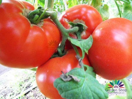 Paulina BG F1 (0.2 gr) Seminte tomate hibrid nedeterminat timpuriu Florian