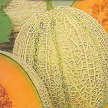 Pepene galben Retato degli Ortolani (50 seminte) pepene galben soi productiv, semitimpuriu, Agrosem