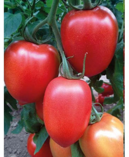 Peradur F1 (500 seminte) de rosii nedeterminate cu fructe ce cresc in ciorchine in numar de 6-8, au forma ovala iar greutatea lor ajungand la 130-150 de grame, Yuksel