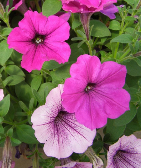 Petunie roz (0.1 gr) seminte flori anuale, Horti Tops