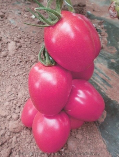 Pink Pioneer F1 - 500 sem - Seminte de rosii tip prunisoara ce se adapteaza foarte bine atat culturilor din camp cat si culturii din spatii protejate cu productie extrem de inalta buna uniformitate si gust deosebit de la Sakata