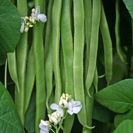 Roma 2 (150 gr) seminte fasole pitica verde rotunda, pastai late, Agrosem