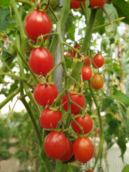 Rosii Cherry Cherry Swettie (soi mama a tomatelor Sweet Million F1) seminte de rosii nedeterminate Cherry timpuriu