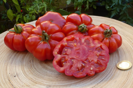 Rosii Costoluto Fiorentino (0.5 gr), seminte tomate crete soi foarte productiv, Florian Bulgaria