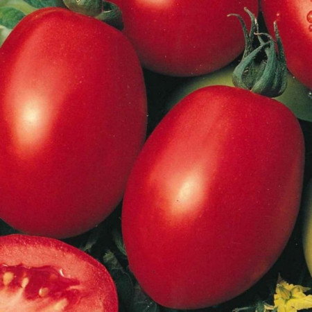 Rosii Roma VF (250 seminte) tomate soi semitardiv fructe ovale, gust placut, Agrosem