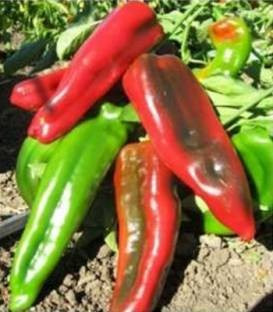 Rossano F1 - 500 sem - Seminte de ardei kapia cu fructe de forma conica 18-20 cm lungime de culoare verde ce devin rosii la maturitatea deplina recomandati pentru consumul in stare proaspata si pentru industrializare de la United Genetics
