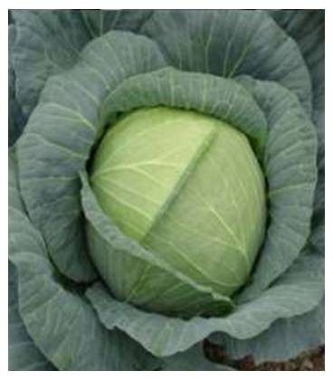 Royal Vantage F1 (1000 seminte) de varza hibrid semitimpuriu planta ajungand la maturitatea biologica la aproximativ 75-85 de zile de la plantare oferind randament bun, Sakata