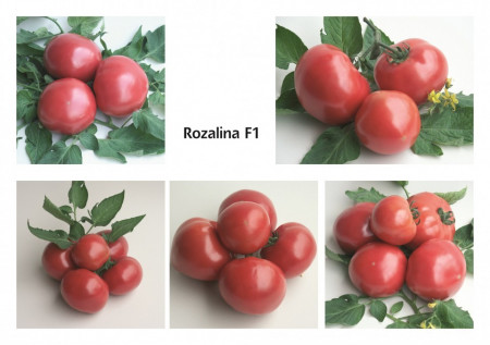 Rozalina Rossa F1 (50 seminte) de tomate semitimpurii bulgaresti, GeosemSelect Bulgaria