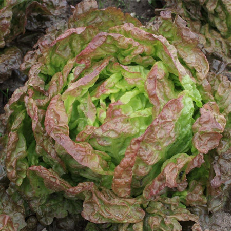 Salata Four Season Wonder (2400 seminte) salata soi foarte rezistent, productiv, Agrosem
