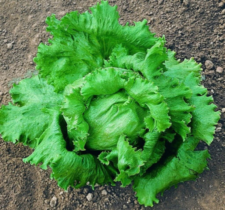 Salata Great Lakes (12.000 seminte) salata iceberg capatana mare, crocanta, Agrosem