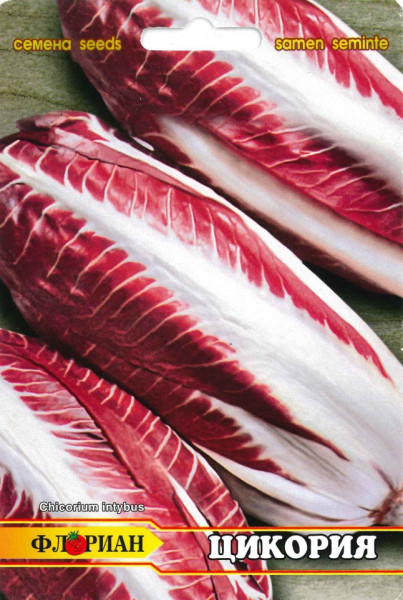 Salata Red Treviso - 3 gr - Seminte de Salata Soi Cicoare Florian Bulgaria